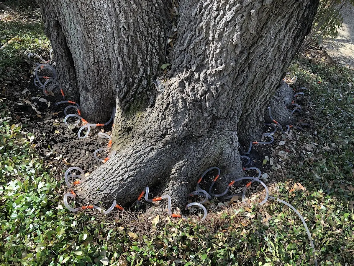 Detailed Tree Cabling and Bracing job site in Lynn